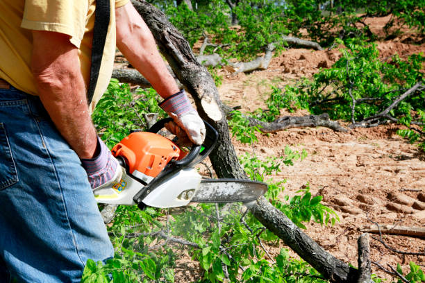 Best Professional Tree Care  in Ridgeland, SC